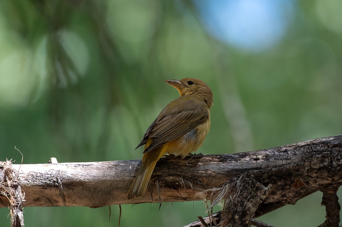 Piranga gorria - ML657380664