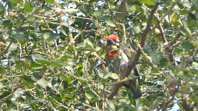 Coppersmith Barbet - ML657380940