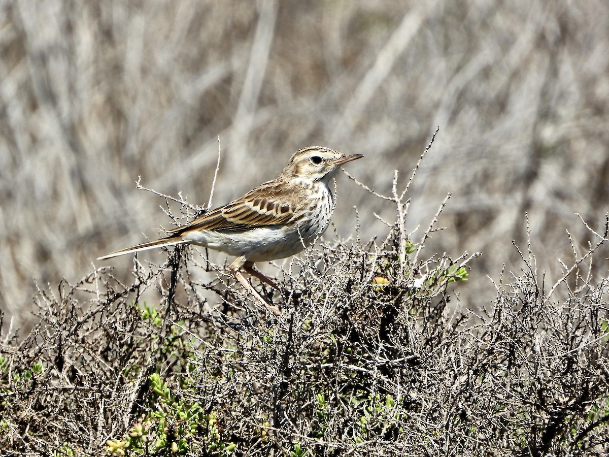 Berthelot's Pipit - ML657381889