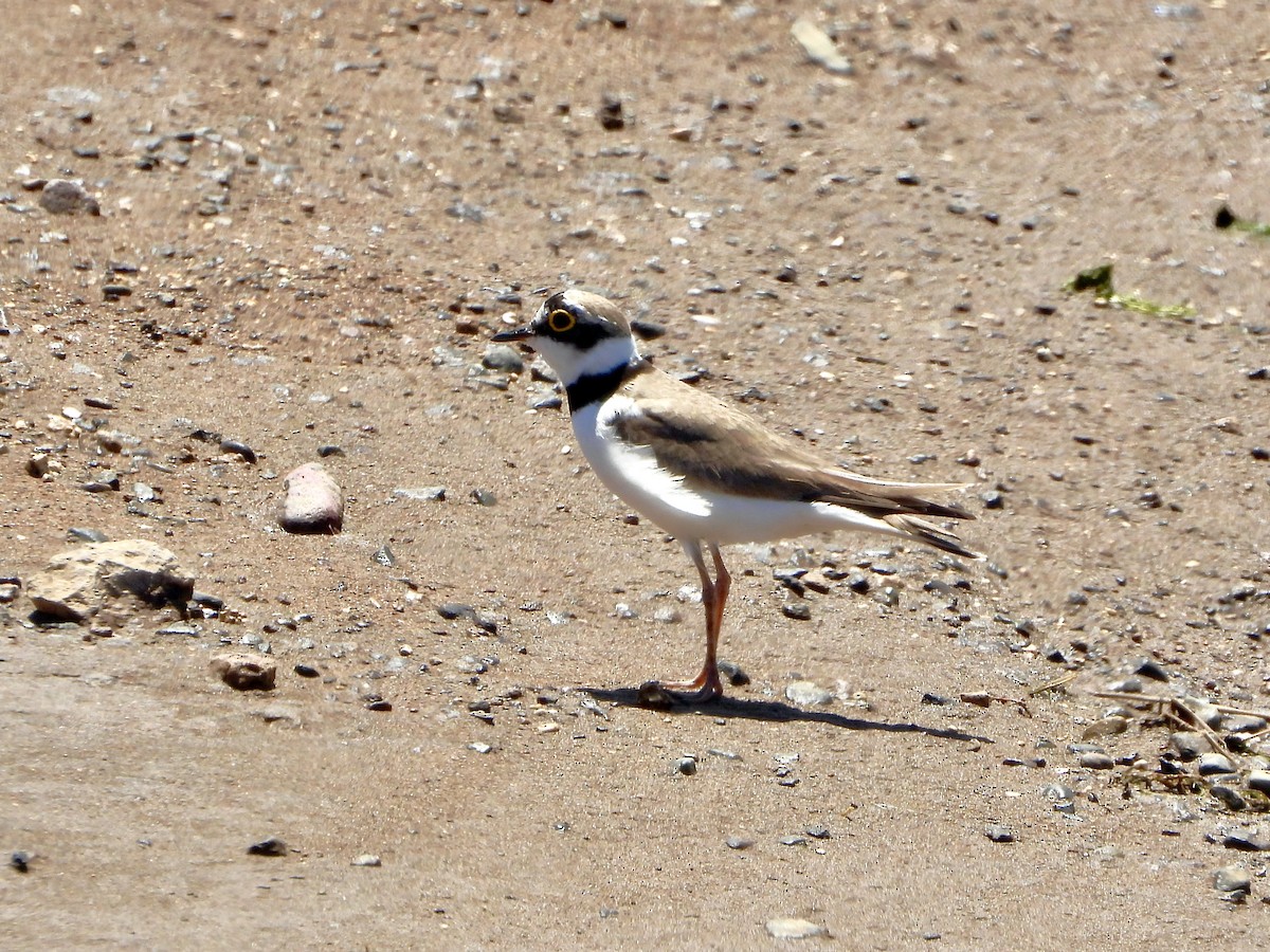 Little Ringed Plover - ML657381905