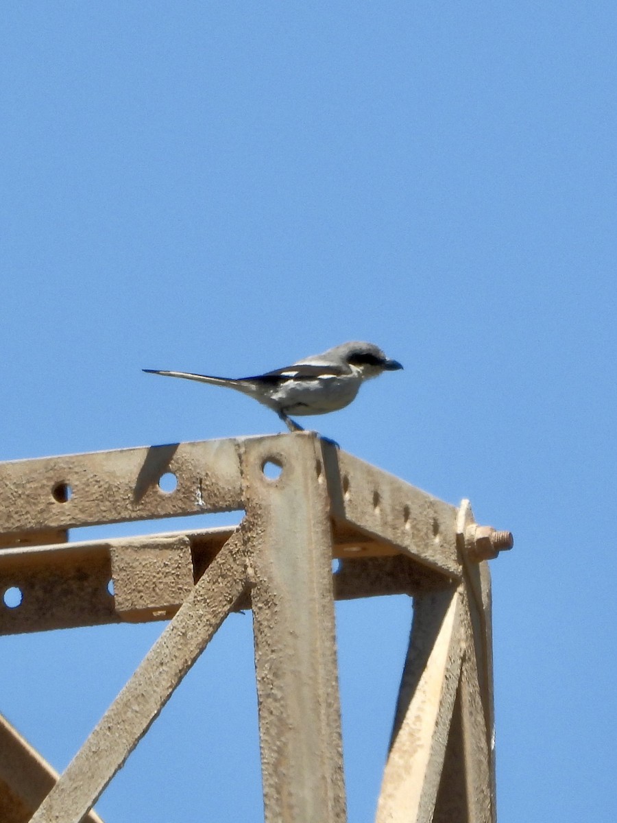 Great Gray Shrike (Sahara) - ML657381927
