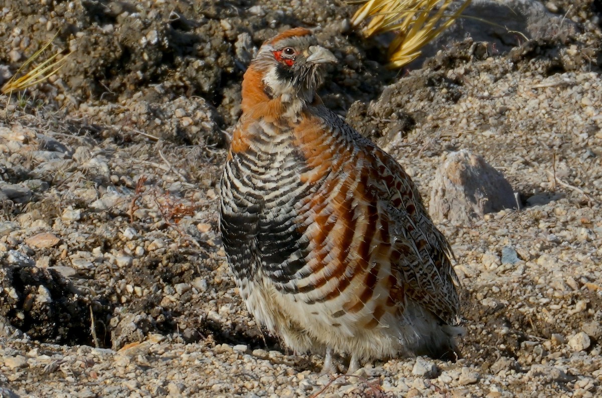 fjellrapphøne - ML657382894