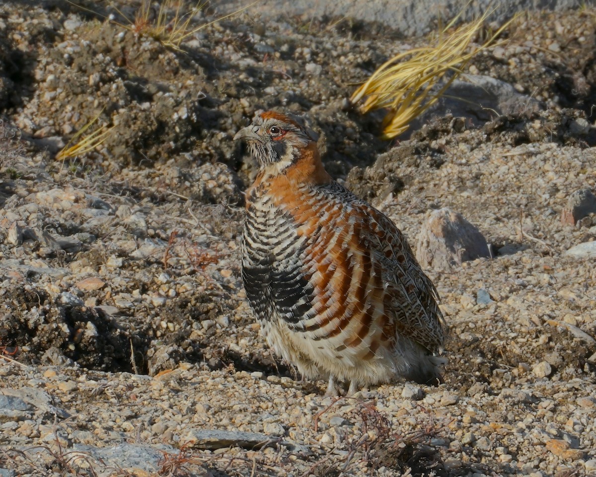 fjellrapphøne - ML657382896