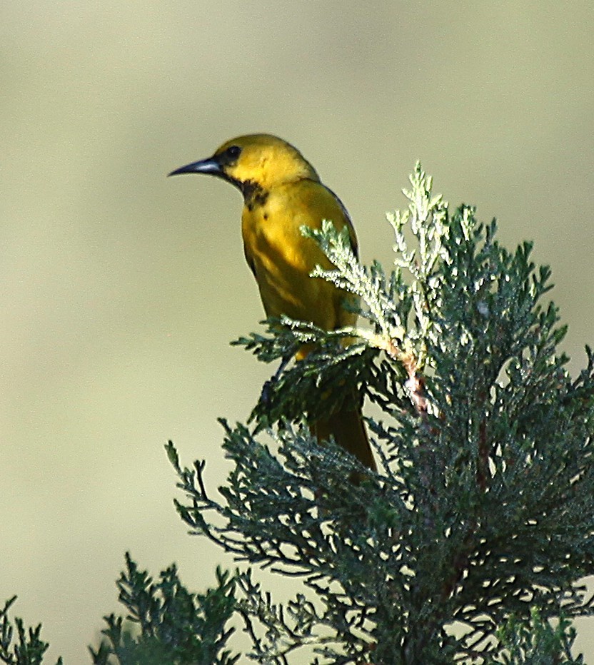 eBird Checklist - 11 May 2026 - 1. Mule Pass Yard - 40 species