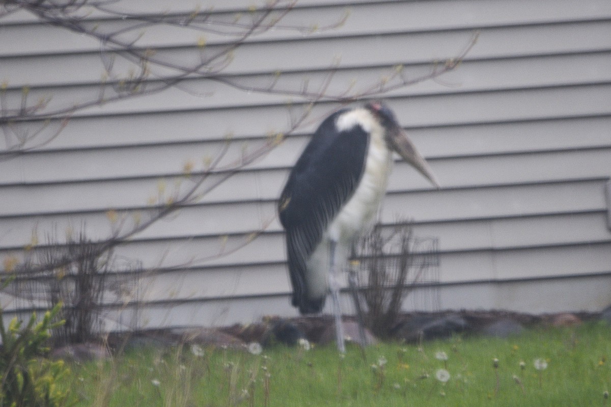 Marabou Stork - ML657384303