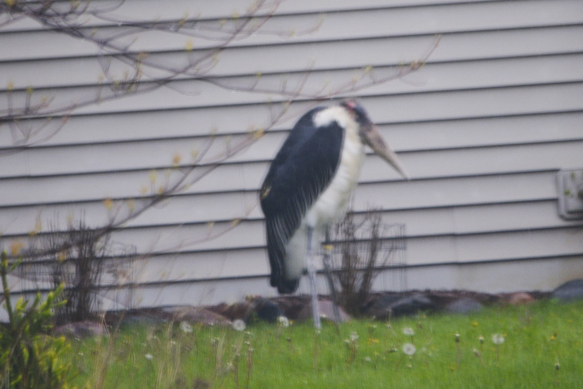 Marabou Stork - ML657384304