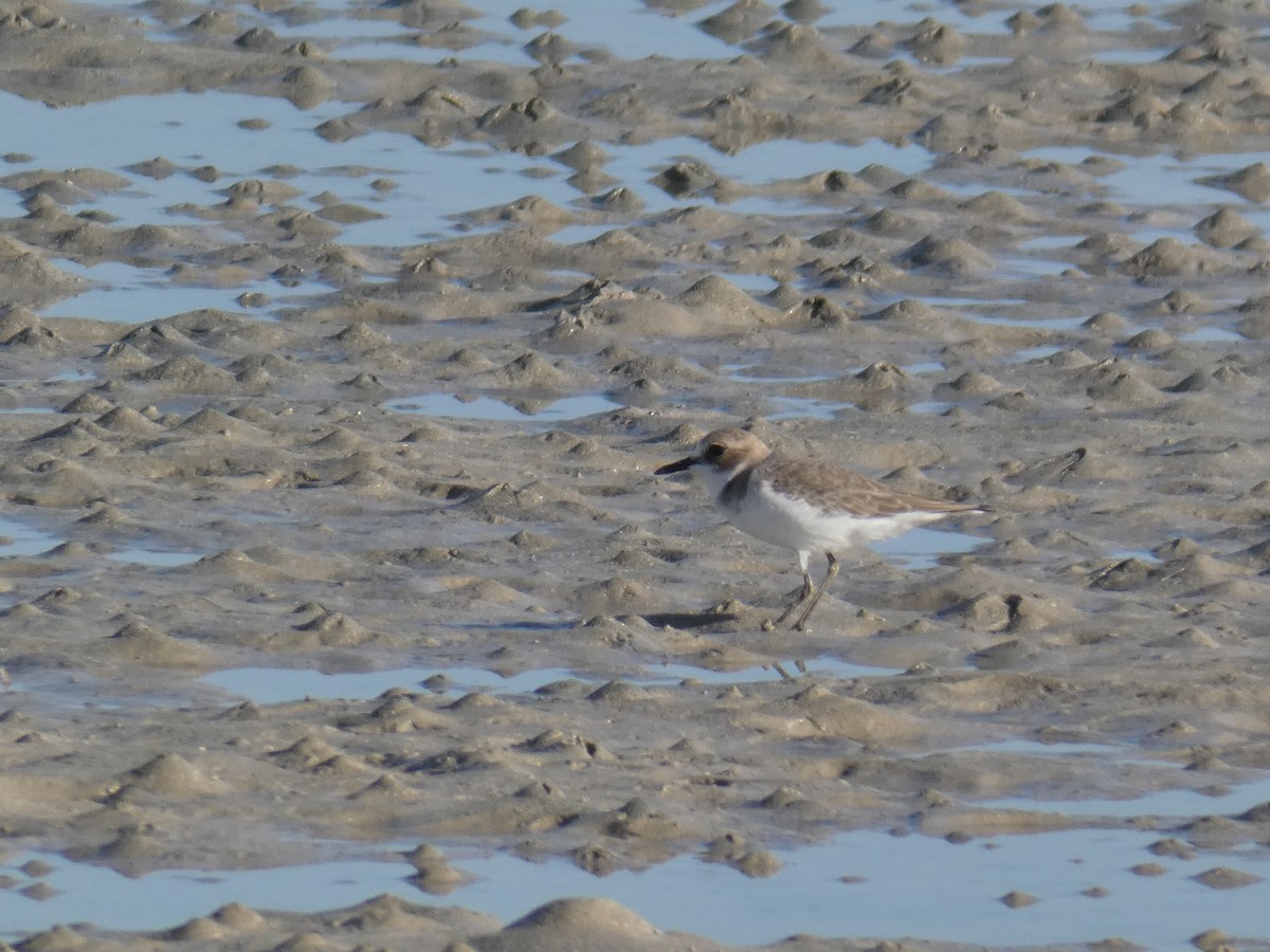 Greater Sand-Plover - ML657384979