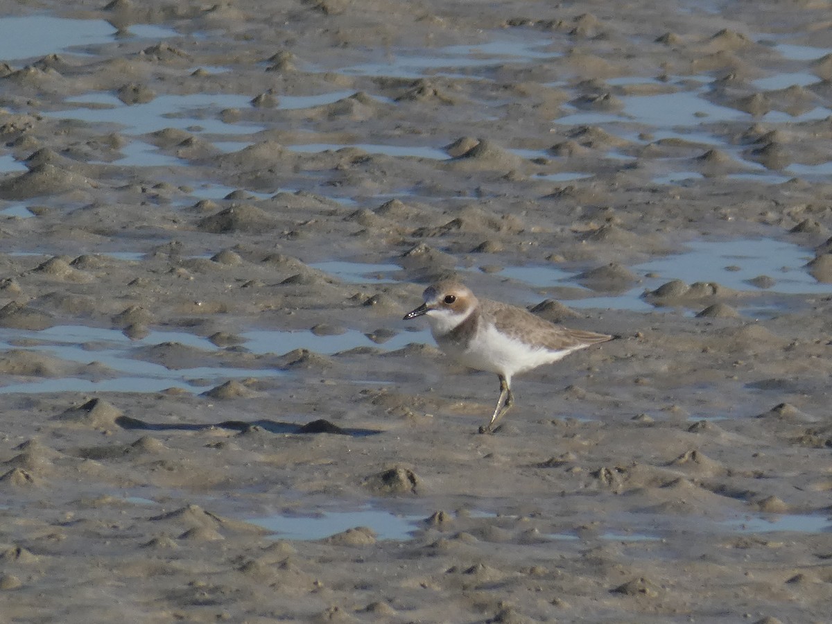 Greater Sand-Plover - ML657385006