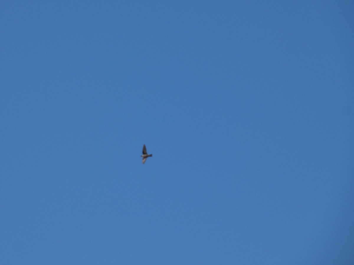Pale Crag-Martin - ML657386016