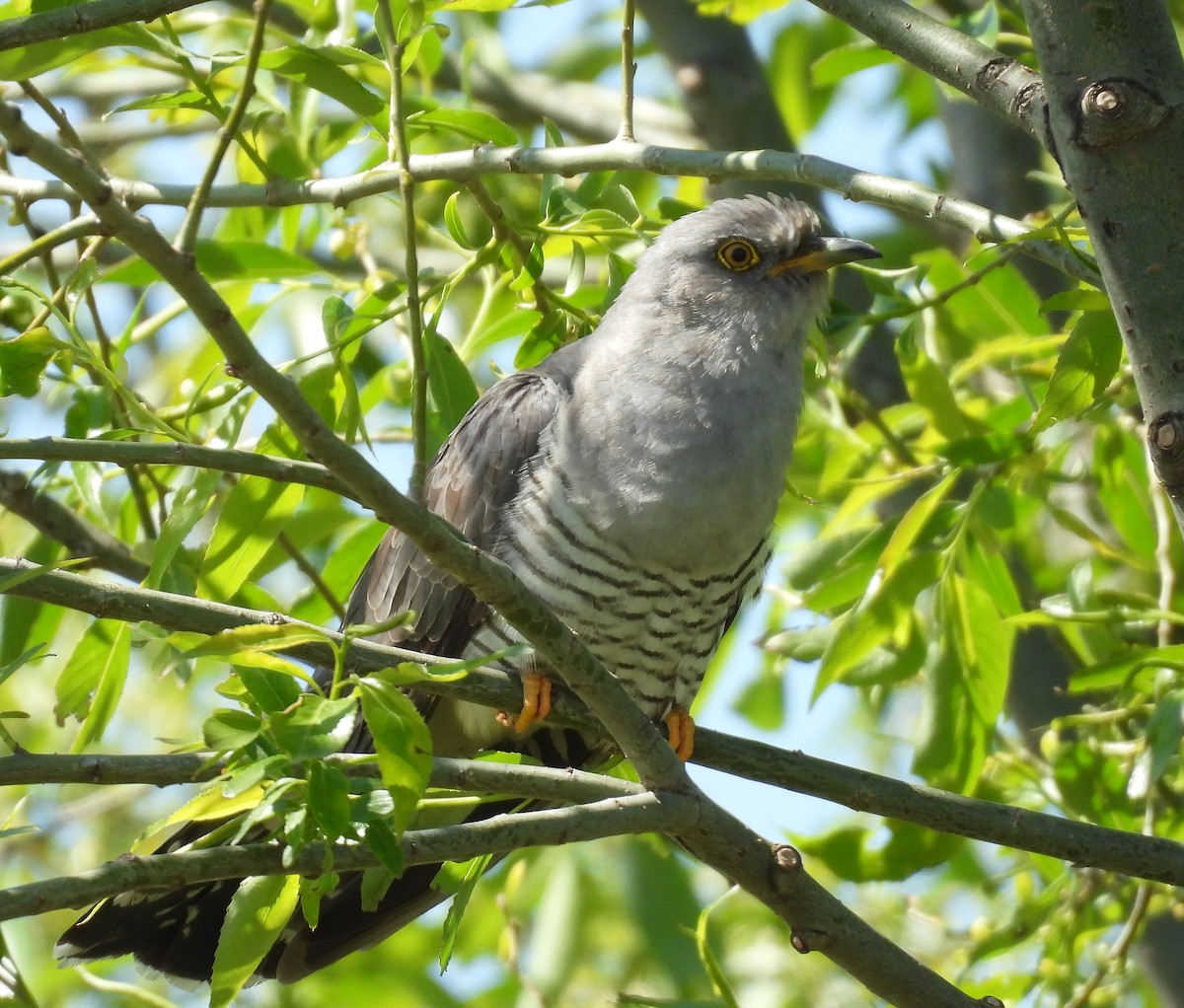 Common Cuckoo - Cuculus canorus - Media Search - Macaulay Library and eBird
