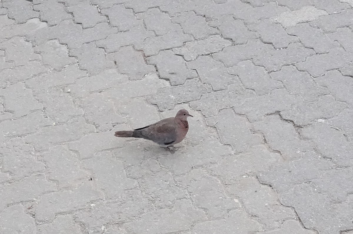 Laughing Dove - ML657387197