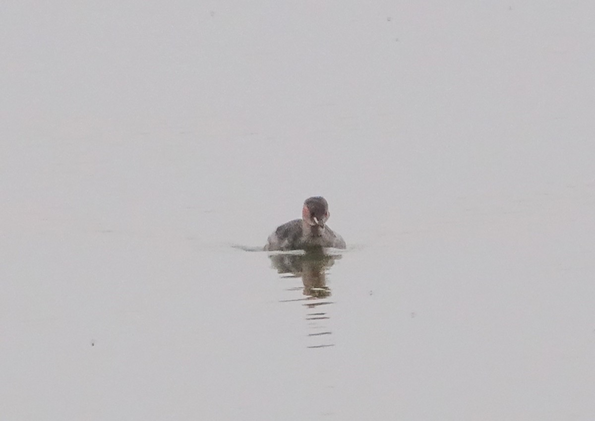 Little Grebe - ML657387371
