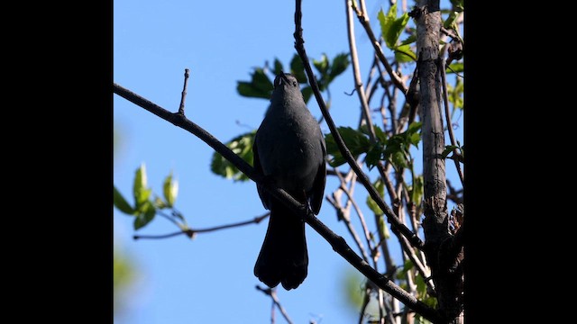 Gray Catbird - ML657387559