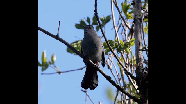 Gray Catbird - ML657387561