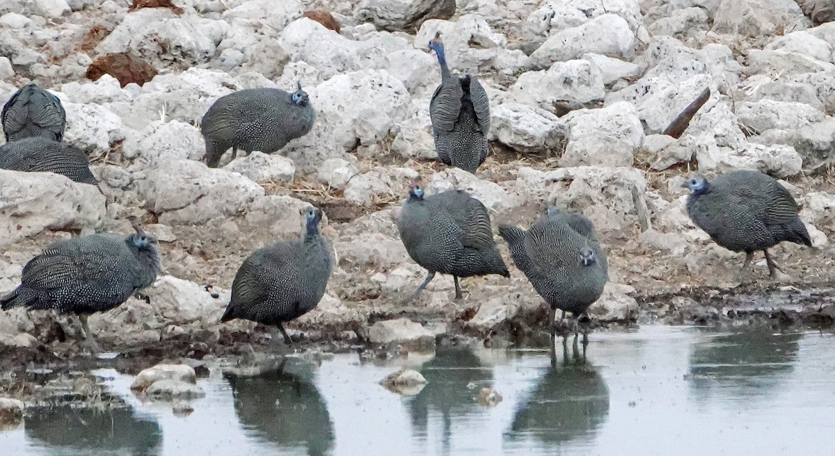 Helmeted Guineafowl - ML657387719