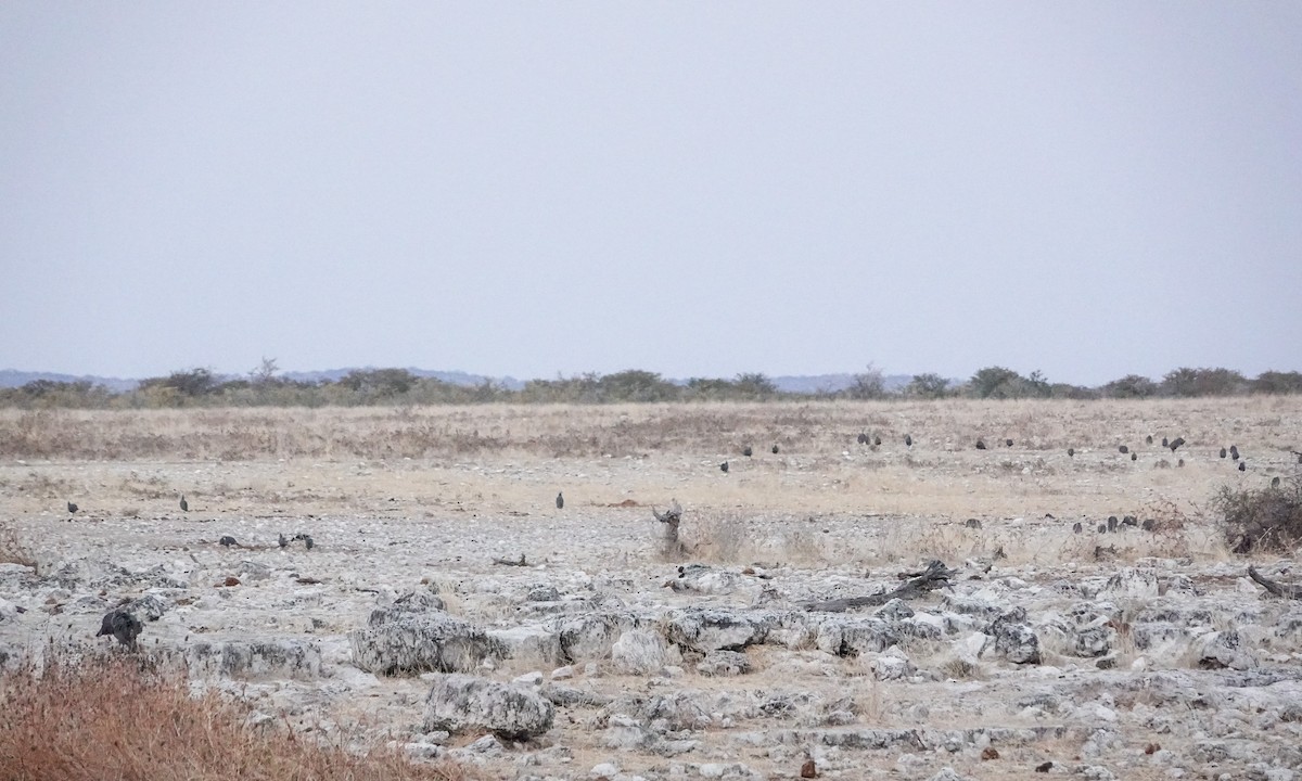 Helmeted Guineafowl - ML657387974
