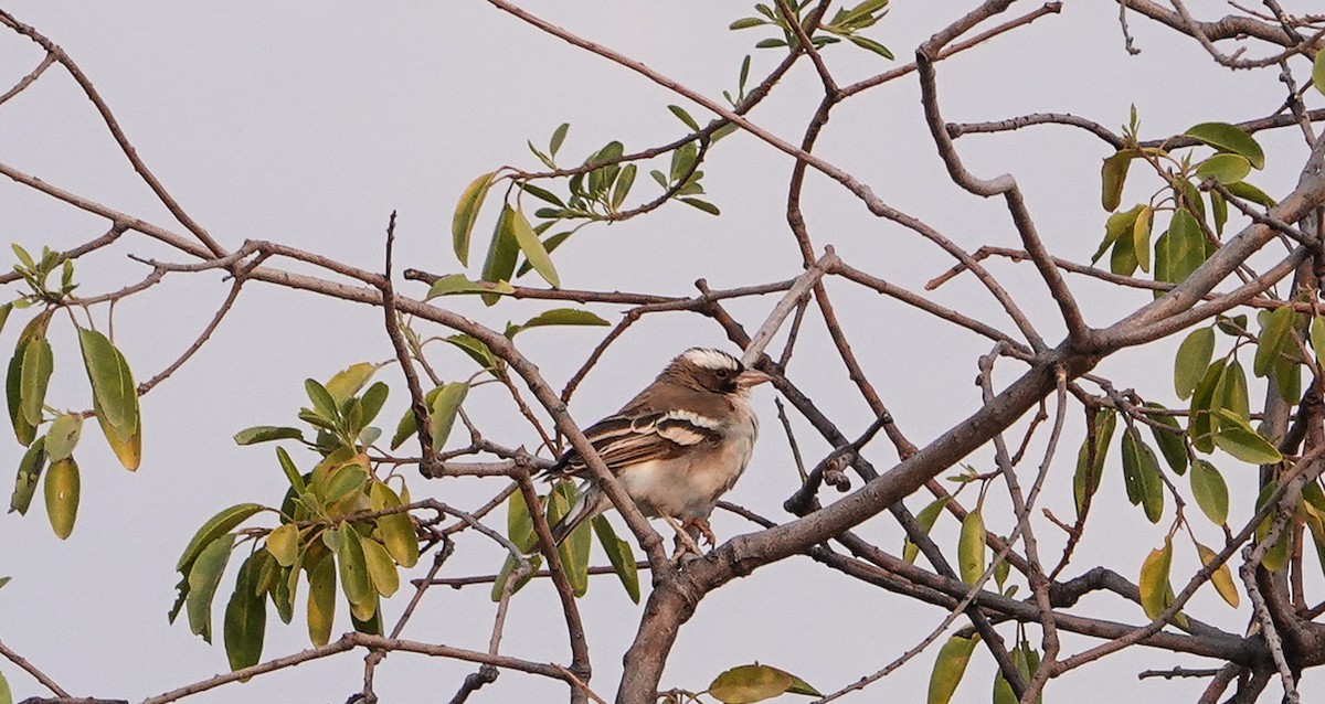 White-browed Sparrow-Weaver - ML657388535