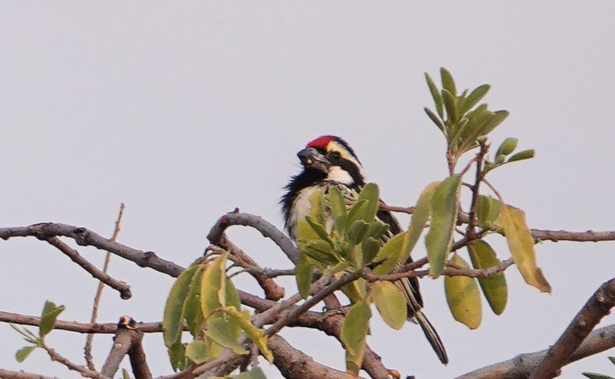 Pied Barbet - ML657388642