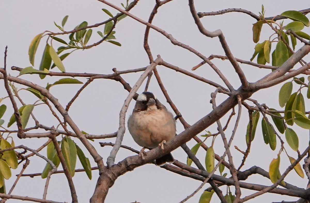 White-browed Sparrow-Weaver - ML657388749