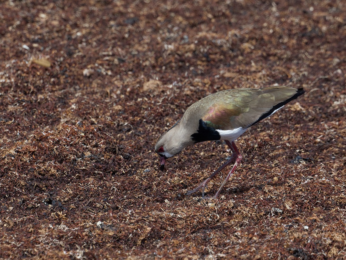 Southern Lapwing - ML657388812