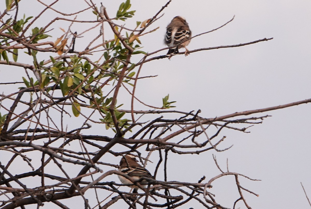 White-browed Sparrow-Weaver - ML657388856