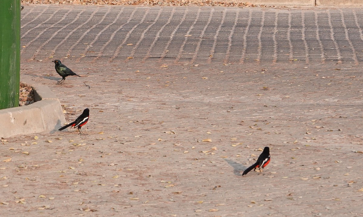 Crimson-breasted Gonolek - ML657388974