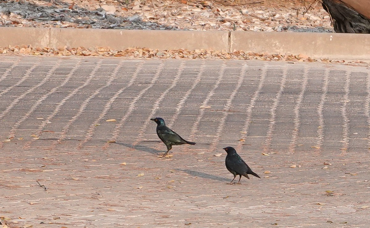 Cape Starling - ML657389090
