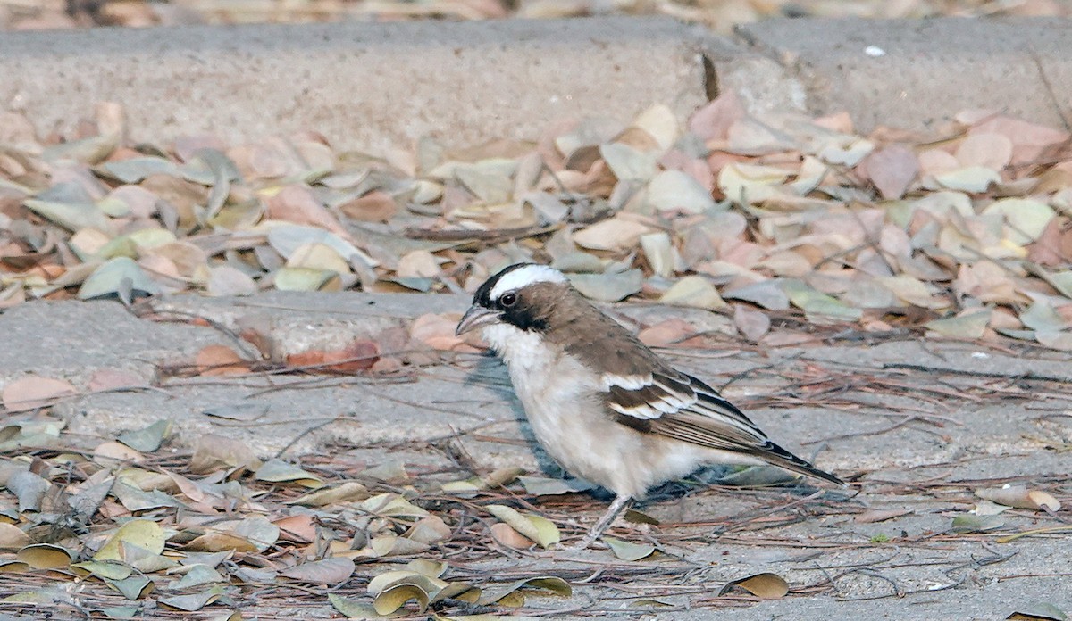 White-browed Sparrow-Weaver - ML657389216