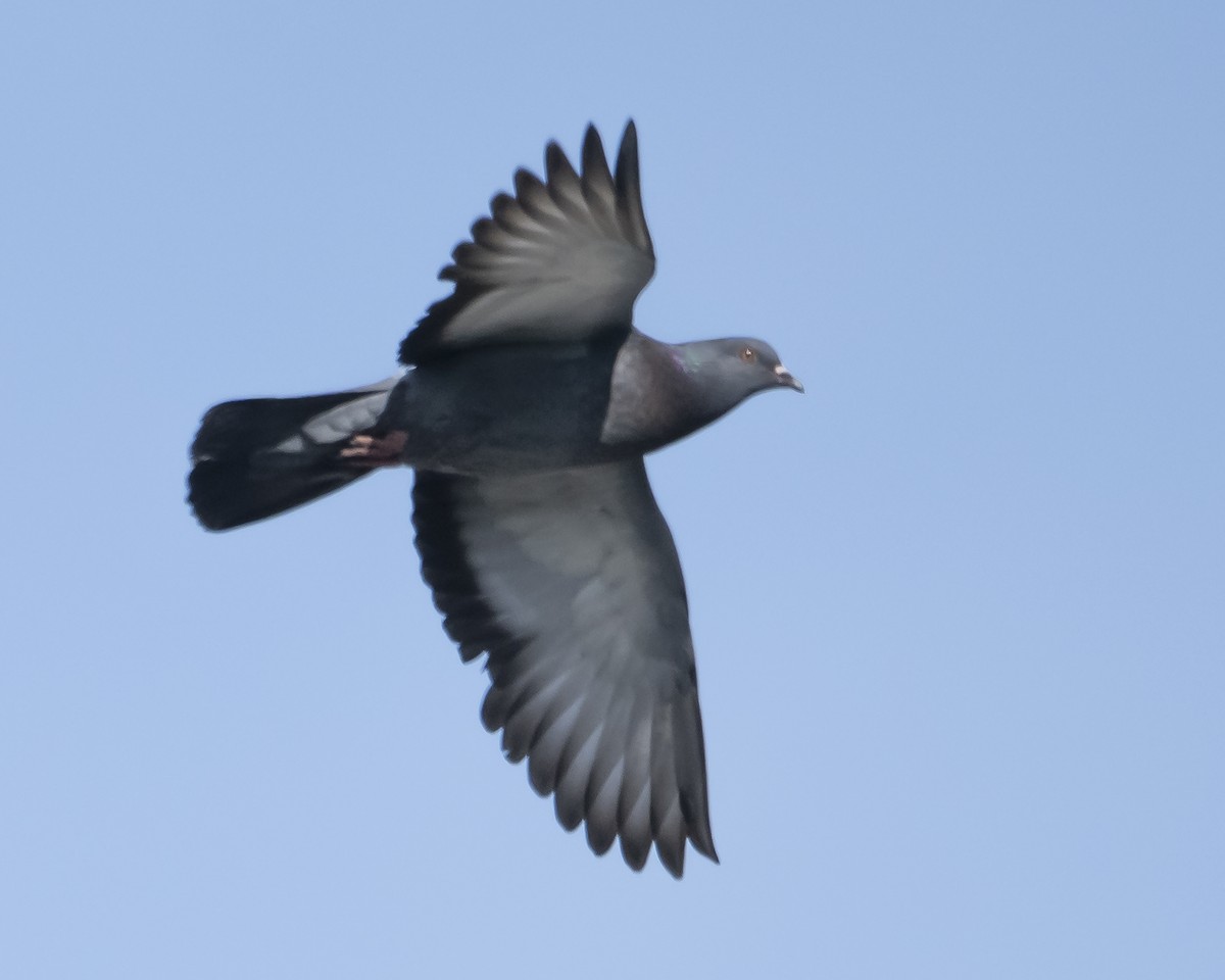 Rock Pigeon (Feral Pigeon) - ML657389329
