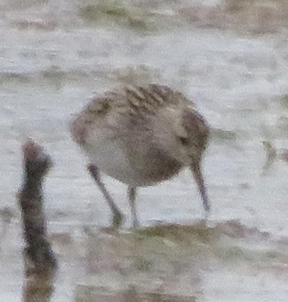 Calidris sp. (peep sp.) - ML657390215