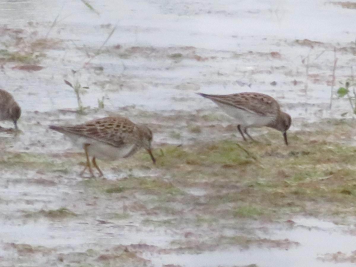 Calidris sp. (peep sp.) - ML657390291