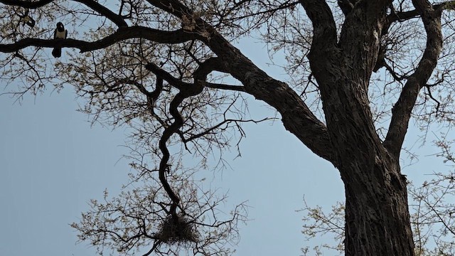 Pied Crow - ML657390614