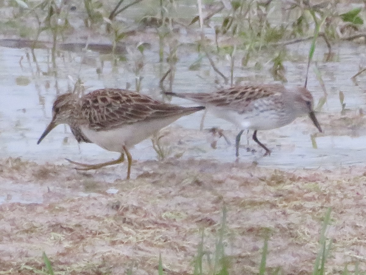 Calidris sp. (peep sp.) - ML657391712