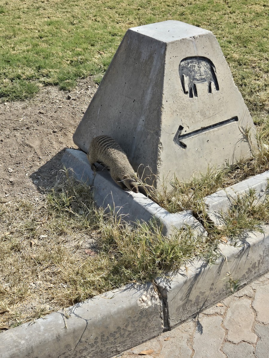 Banded Mongoose - ML657392186