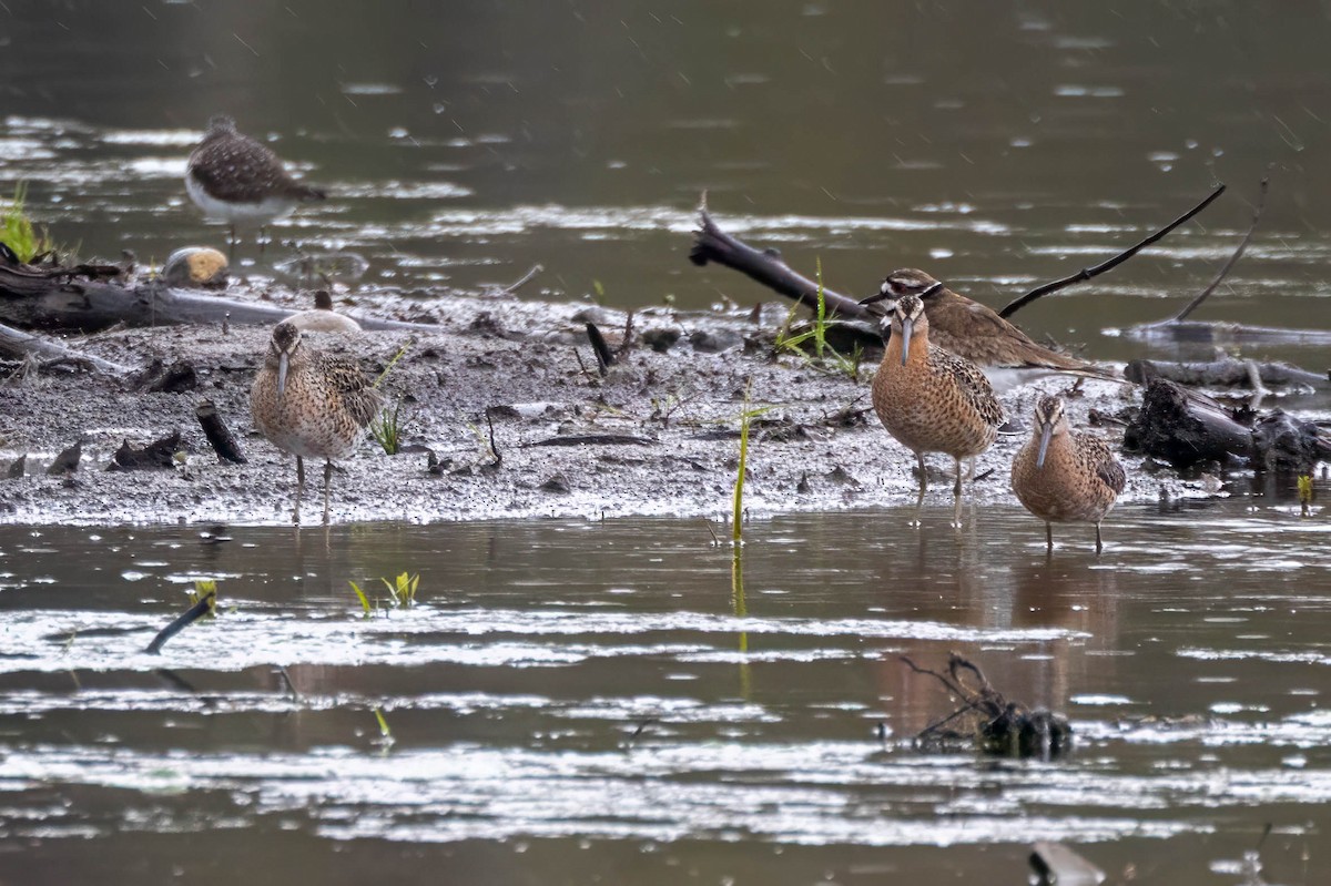 Short-billed Dowitcher (griseus) - ML657392358