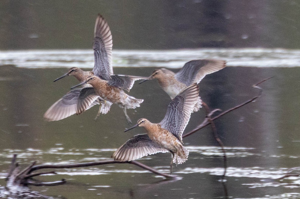 Short-billed Dowitcher (hendersoni) - ML657392537
