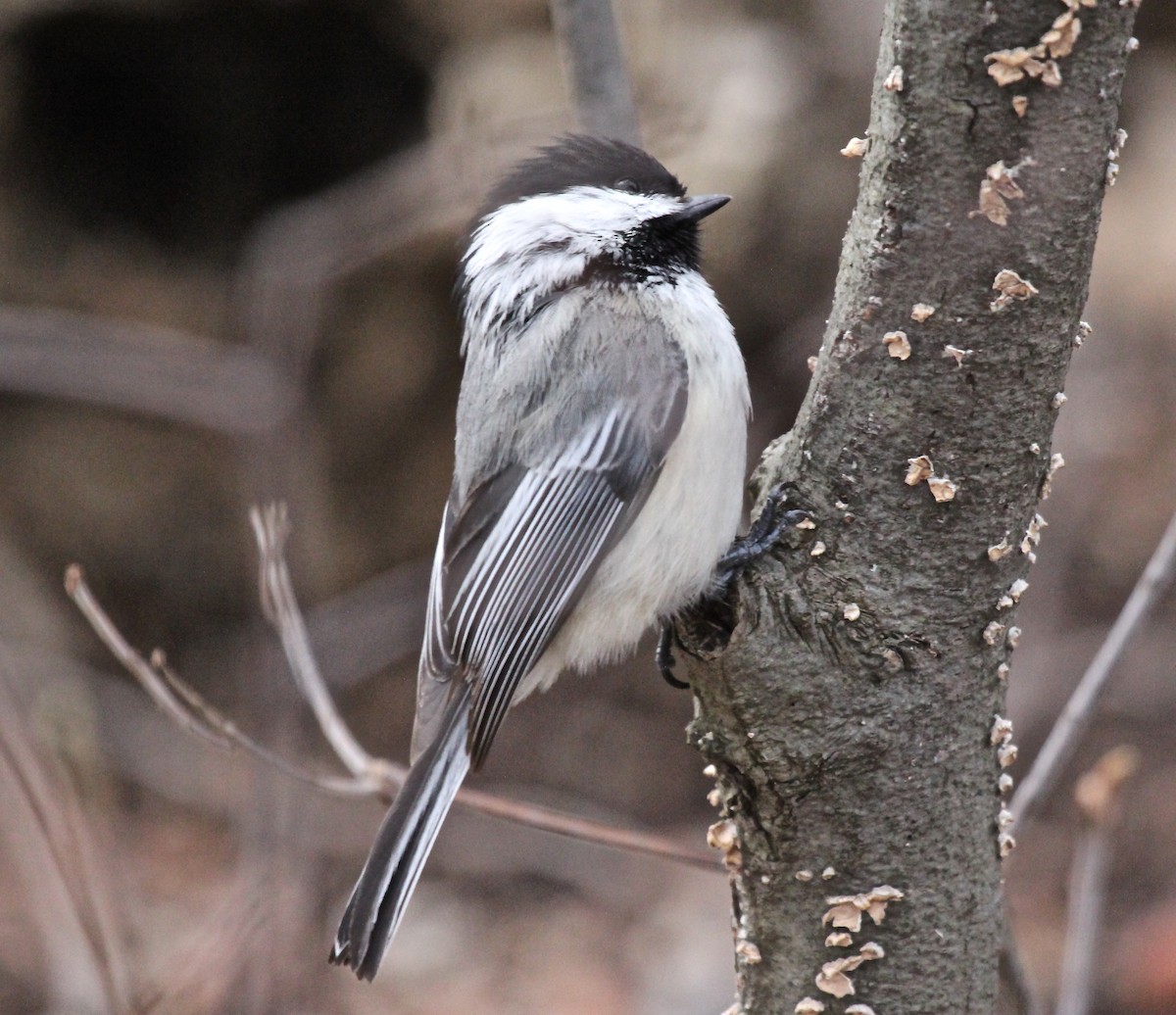Black-capped Chickadee - ML65739351