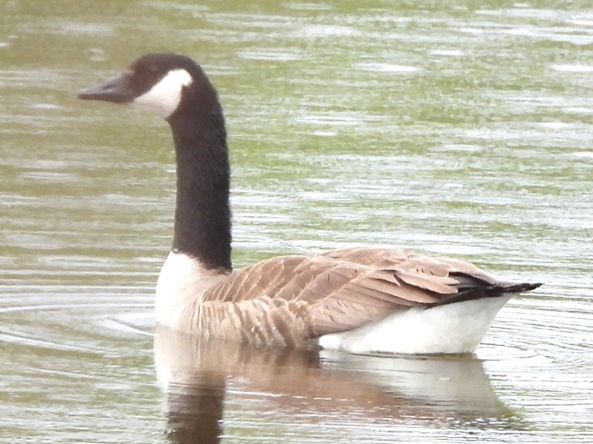 eBird Checklist - 13 May 2026 - Pickering Ponds, Rochester - 70 species