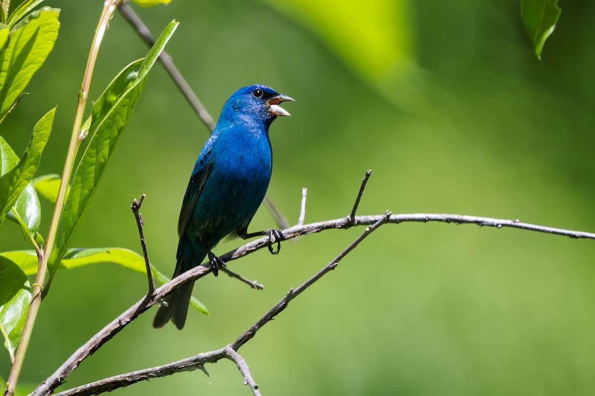 Indigo Bunting - ML657395449