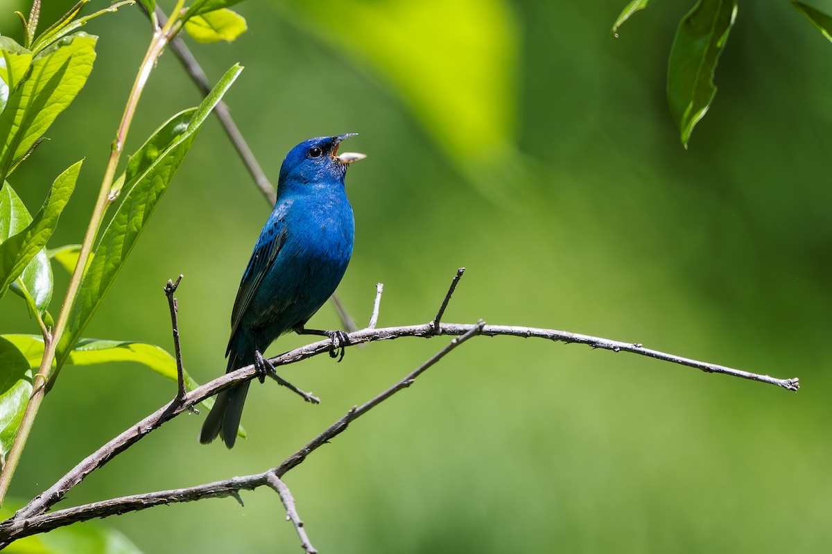 Indigo Bunting - ML657395450