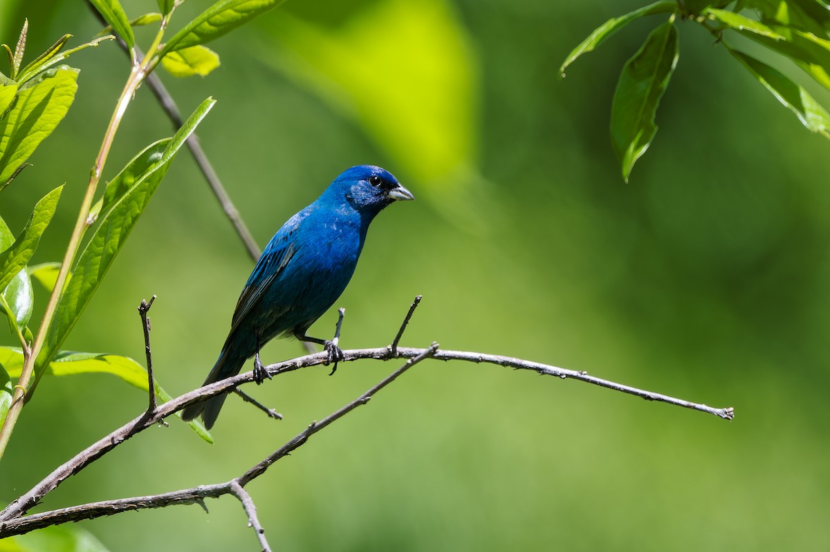 Indigo Bunting - ML657395451