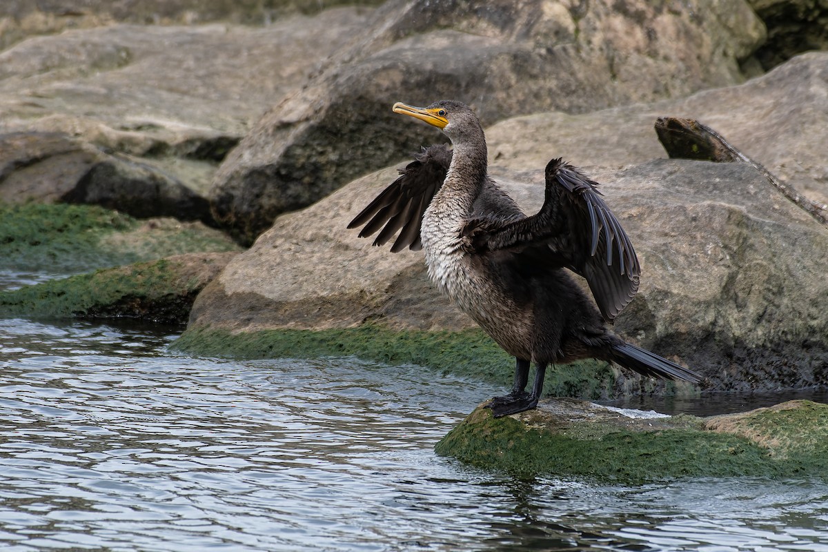 Double-crested Cormorant - ML657396188