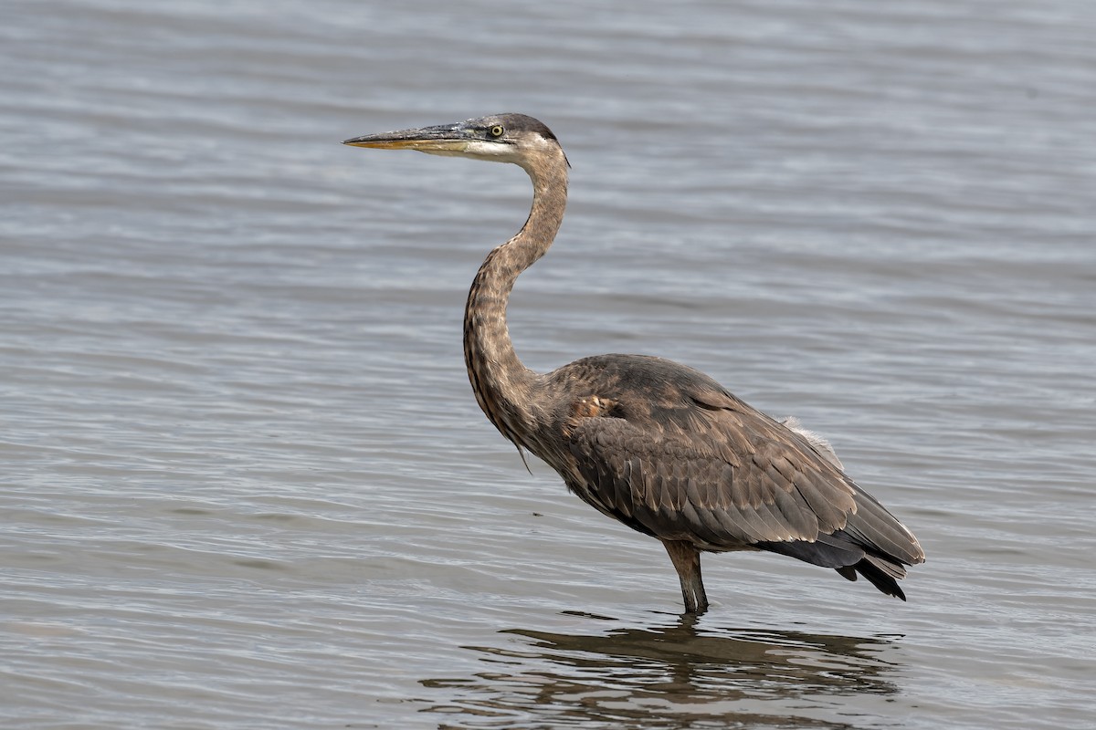 Great Blue Heron - ML657396534