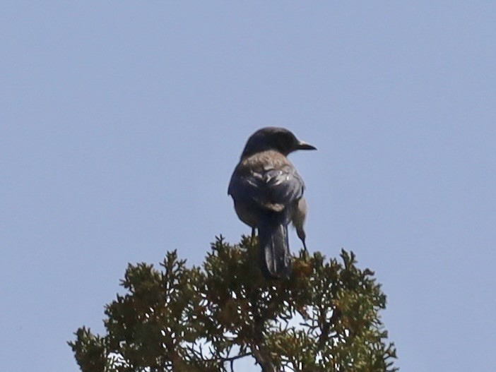 einerskrike - ML657396575