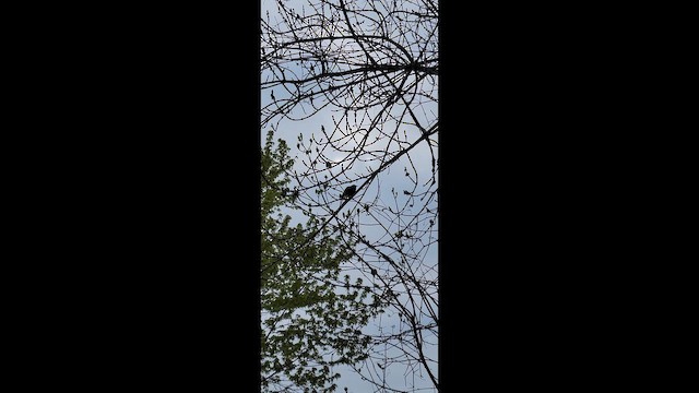 Gray Catbird - ML657397502