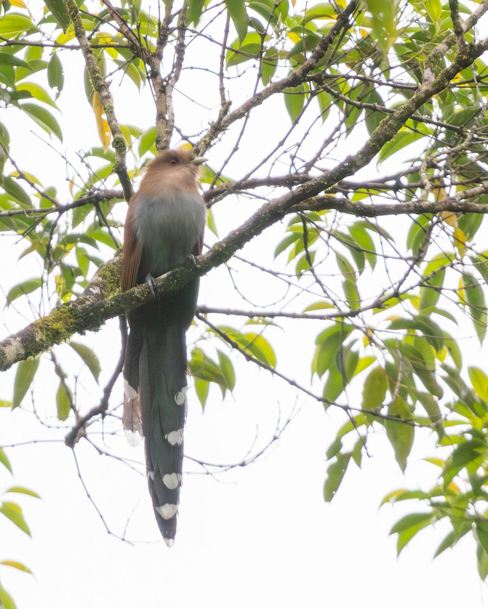 eBird Checklist - 9 May 2026 - RPPN Chácara Edith (acesso restrito) - 8 ...