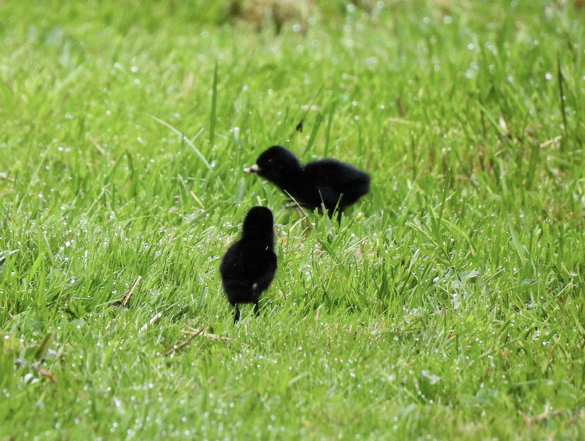 Virjinya Sukılavuzu - ML657398942