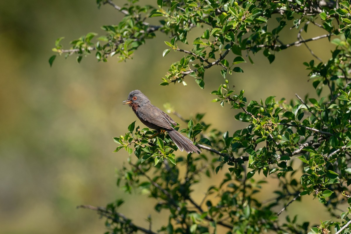 Dartford Warbler - ML657399908