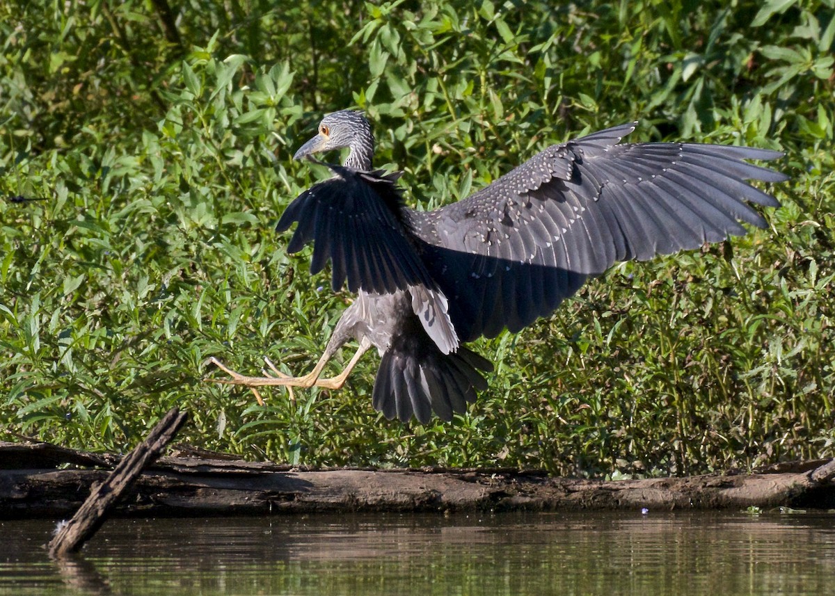Yellow-crowned Night Heron - ML65740101