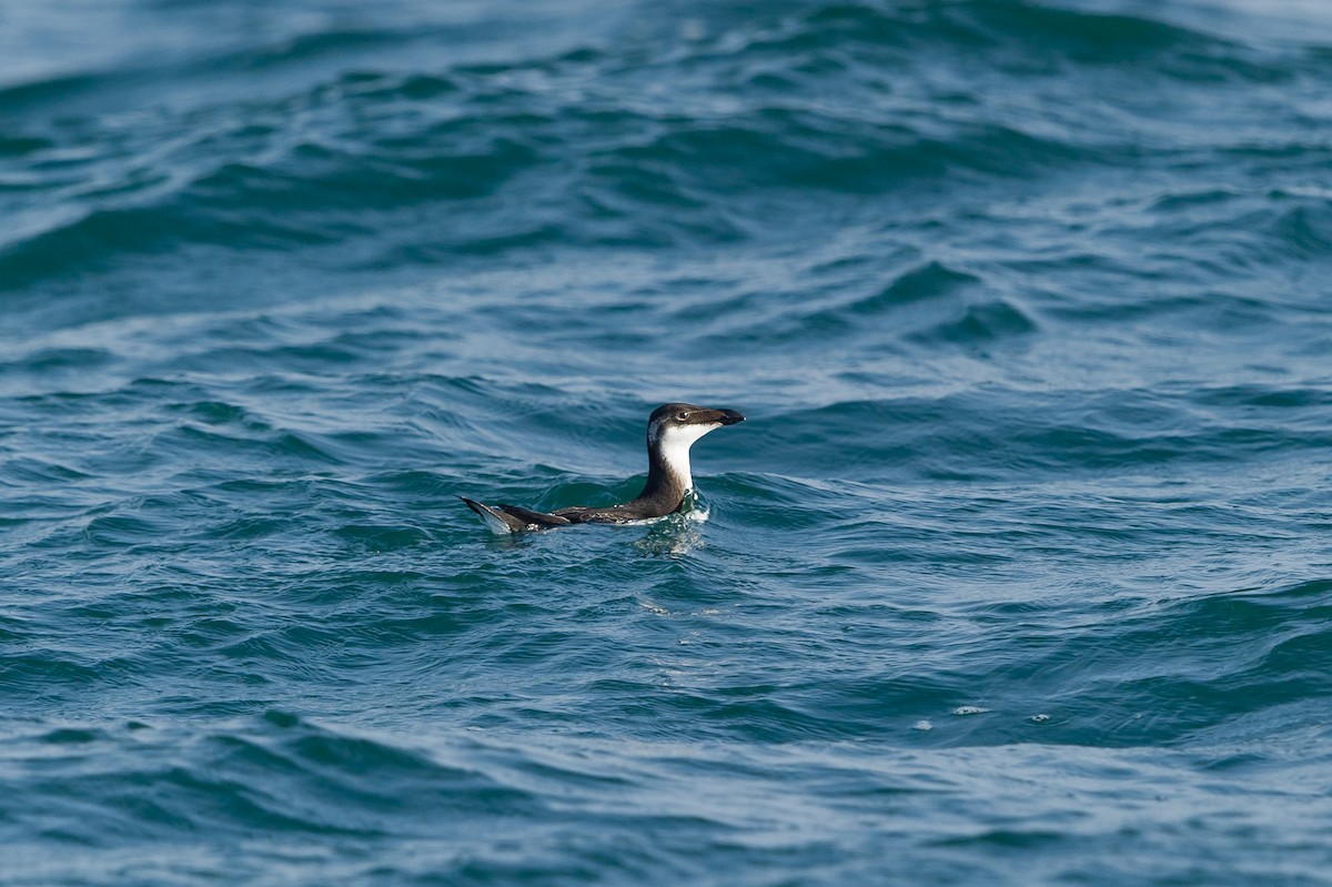 Razorbill - ML657401085